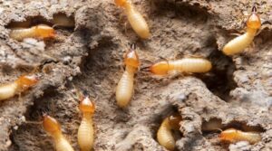 Termite Inspection sydney